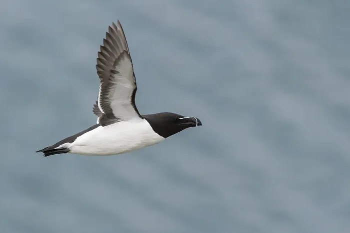 Framed Print : Razorbill (Alca torda), adult in flight