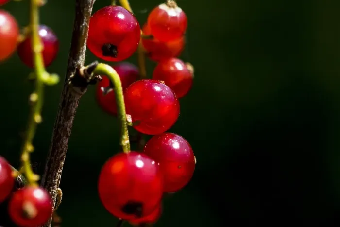 Framed Print : Red currant; Ribes rubrum