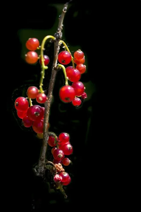 Framed Print : Red currant; Ribes rubrum