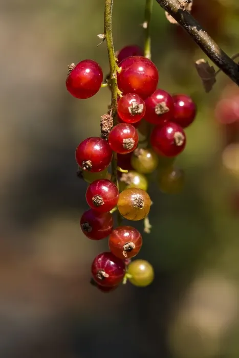Framed Print : Red currant; Ribes rubrum