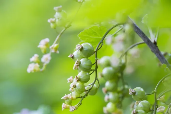 Framed Print : Red currant; Ribes rubrum