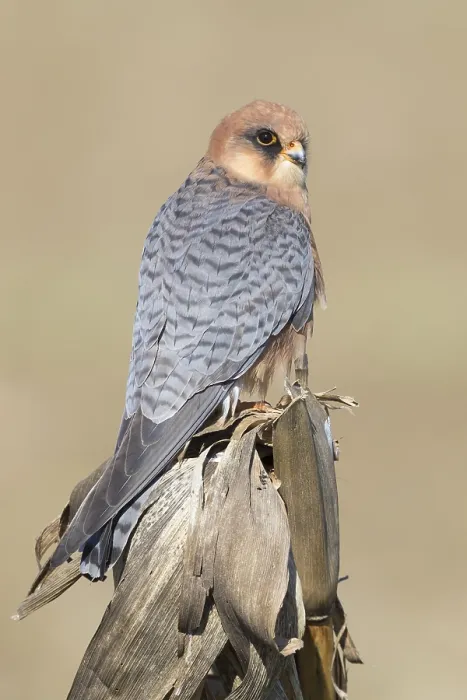 Framed Print : Red-footed Falcon