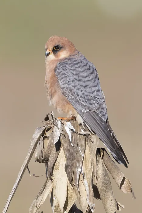Framed Print : Red-footed Falcon