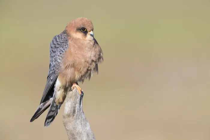 Framed Print : Red-footed Falcon