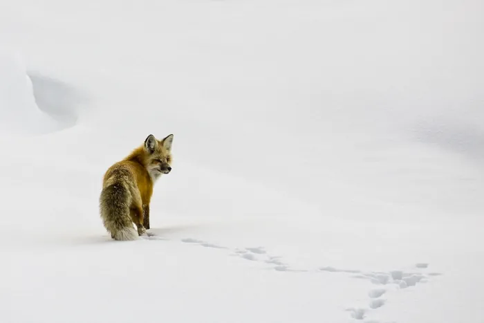 Framed Print : Red Fox Hayden Valley Nat. Park Yellowstone