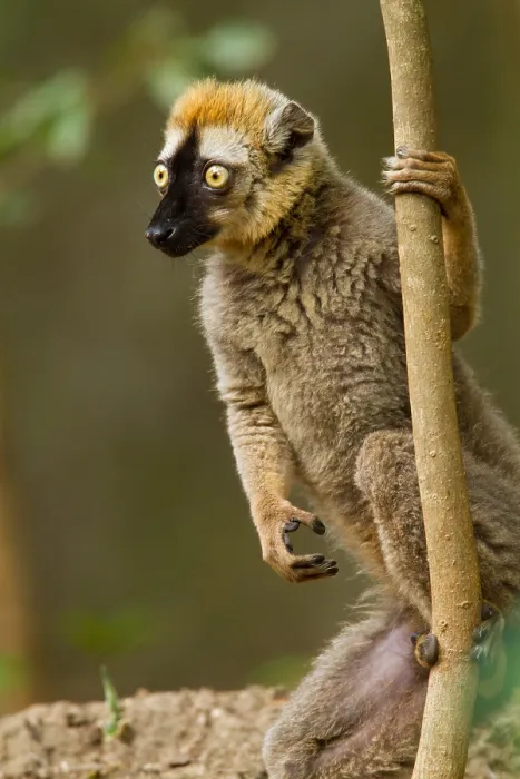 Framed Print : Red-fronted brown Lemur, Eulemur rufifrons Framed Print : Red-fronted brown Lemur, Eulemur rufifrons