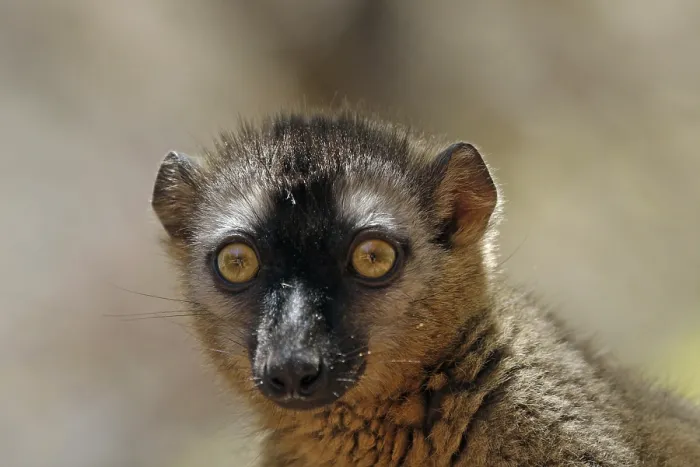 Framed Print : Red-fronted lemur, Eulemur rufifrons
