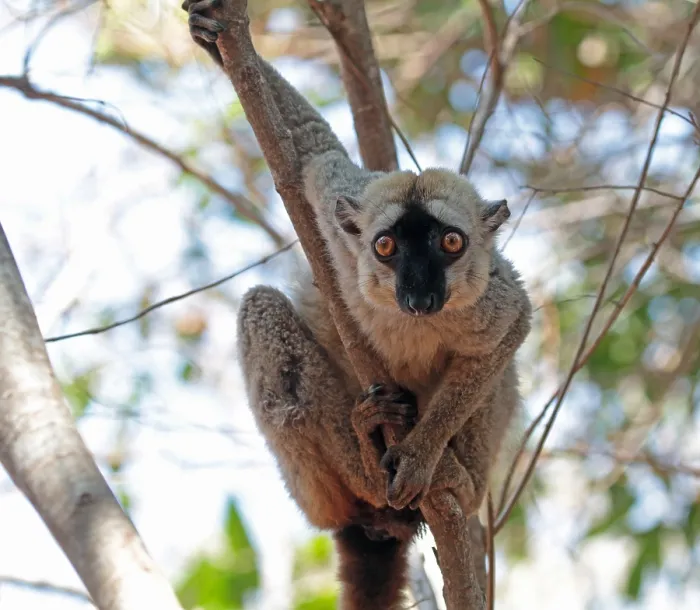 Framed Print : Red-fronted lemur, Eulemur rufifrons