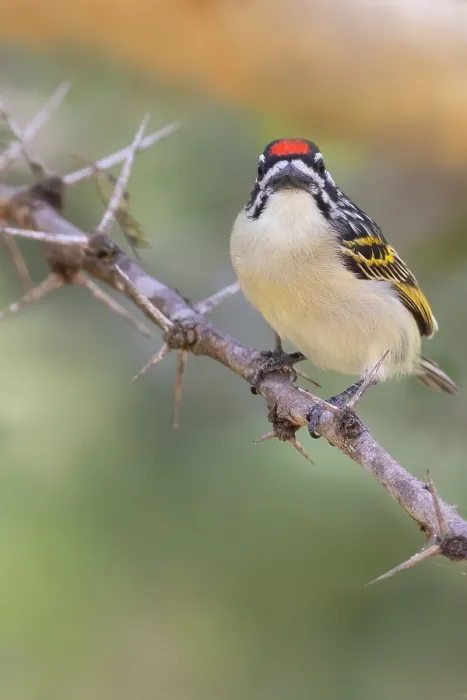 Framed Print : Red-fronted Tinkerbird, Pogoniulus pusillus