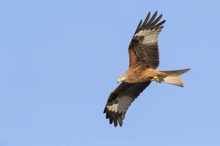 Framed Print : Red Kite (Milvus milvus), adult in flight Framed Print : Red Kite (Milvus milvus), adult in flight