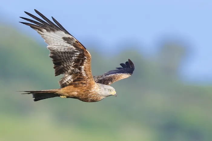 Framed Print : Red Kite (Milvus milvus), adult in flight