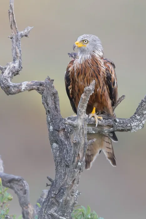 Framed Print : Red Kite, Adult perched on a dead tree, Basilicata, Italy