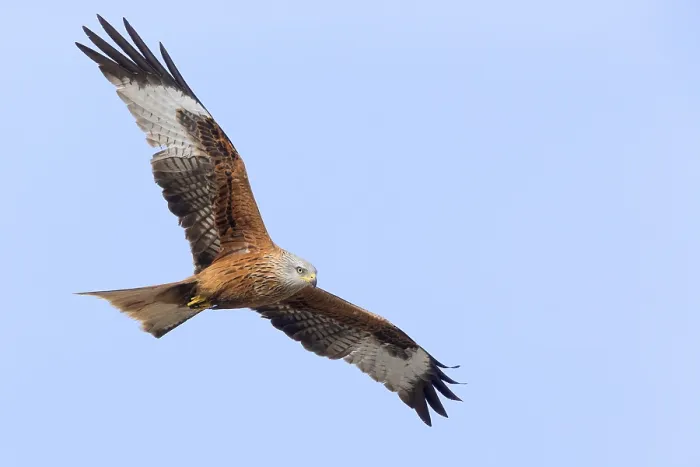 Framed Print : Red Kite in flight