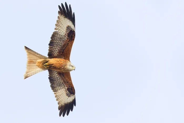 Framed Print : Red Kite in flight