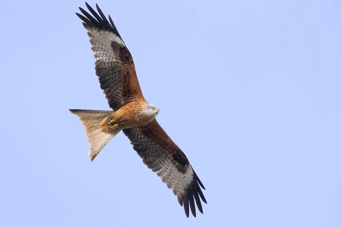 Framed Print : Red Kite in flight