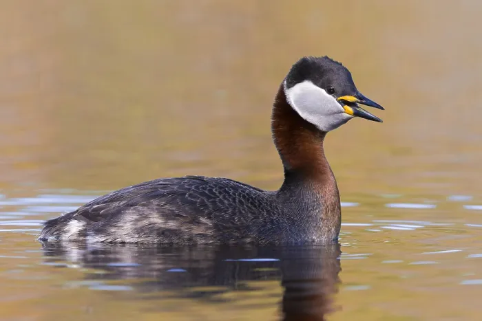 Framed Print : Red-necked Grebe