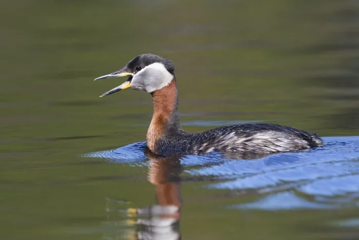 Framed Print : Red-necked Grebe