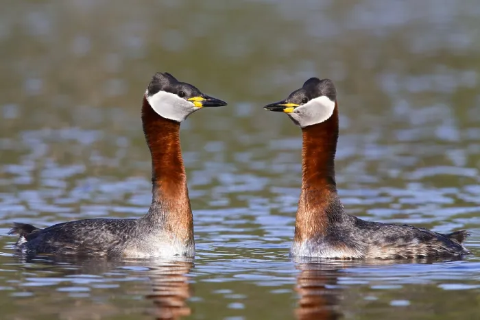 Framed Print : Red-necked Grebe