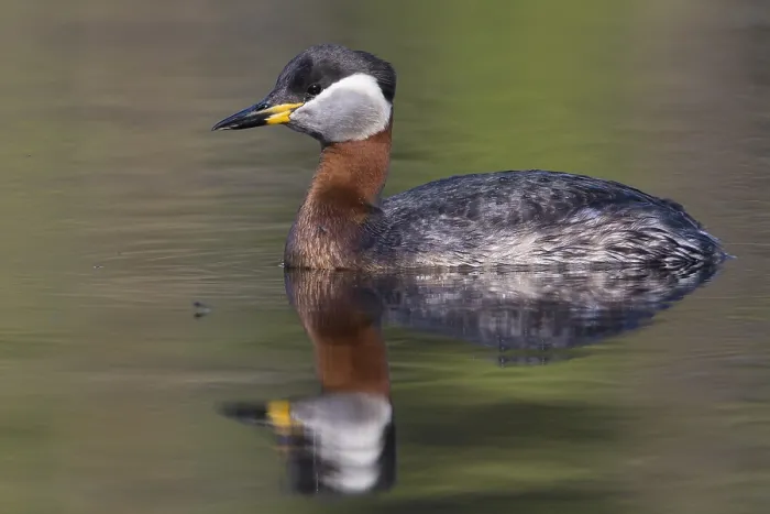 Framed Print : Red-necked Grebe