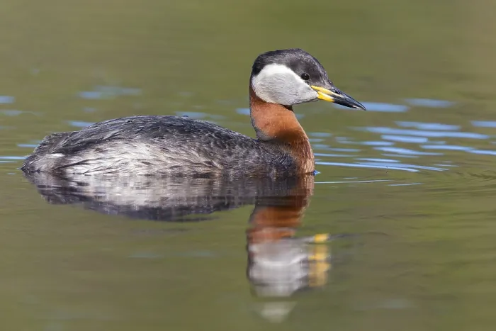 Framed Print : Red-necked Grebe Framed Print : Red-necked Grebe