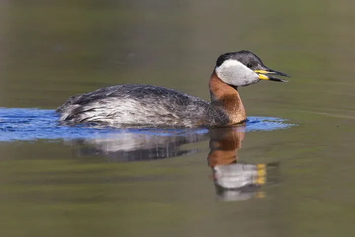 Framed Print : Red-necked Grebe