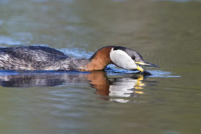 Framed Print : Red-necked Grebe Framed Print : Red-necked Grebe