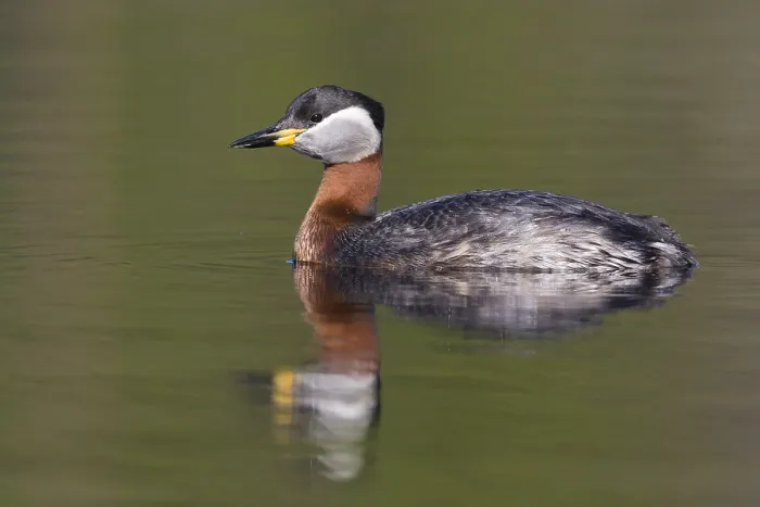 Framed Print : Red-necked Grebe