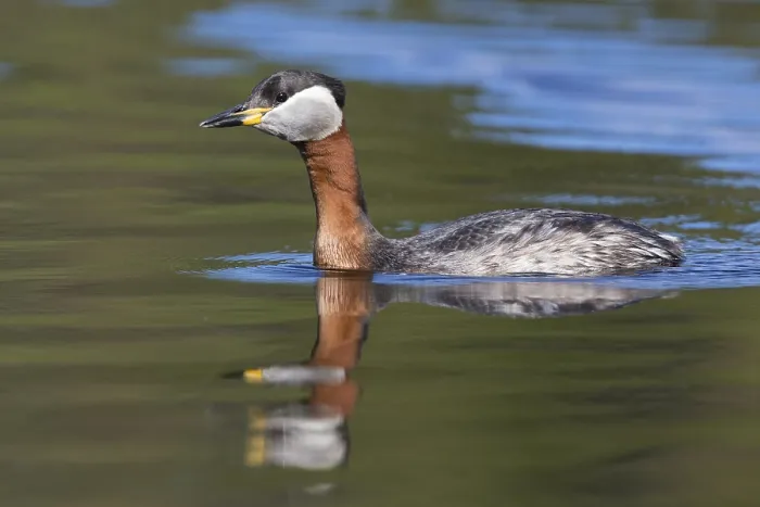 Framed Print : Red-necked Grebe Framed Print : Red-necked Grebe