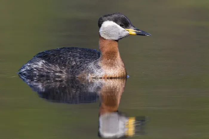 Framed Print : Red-necked Grebe