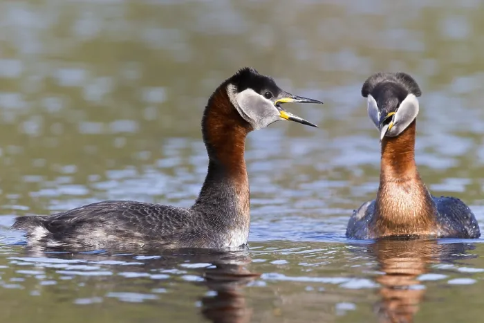 Framed Print : Red-necked Grebe