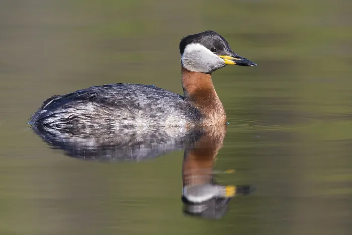 Framed Print : Red-necked Grebe