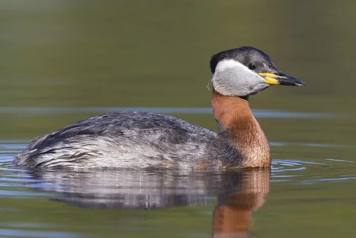 Framed Print : Red-necked Grebe Framed Print : Red-necked Grebe