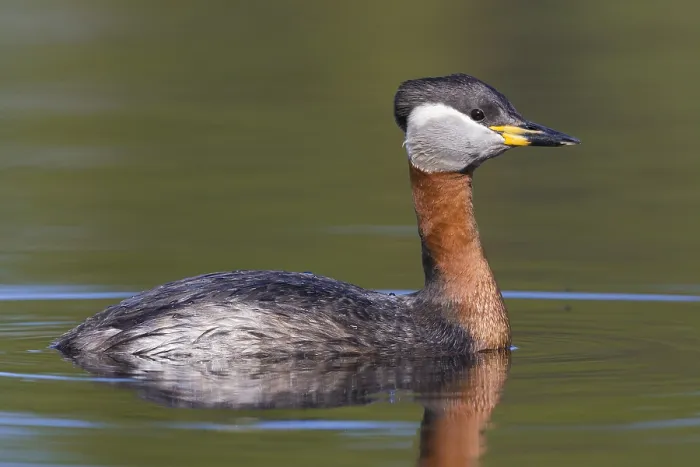 Framed Print : Red-necked Grebe Framed Print : Red-necked Grebe