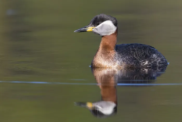 Framed Print : Red-necked Grebe