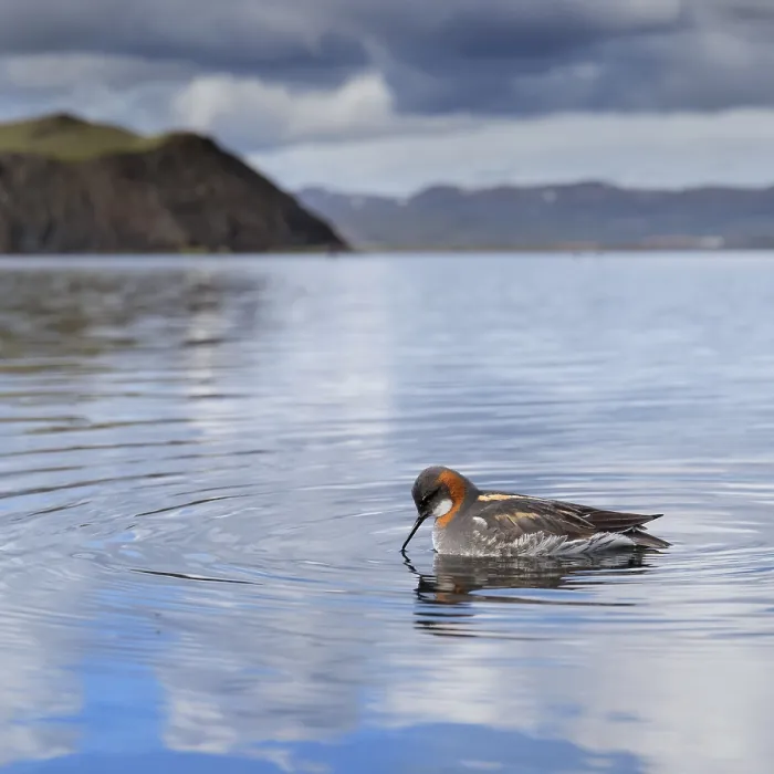 Framed Print : Red-necked Phalarope