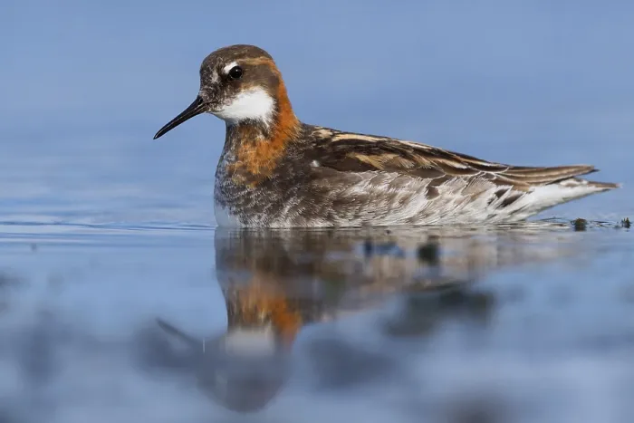 Framed Print : Red-necked Phalarope