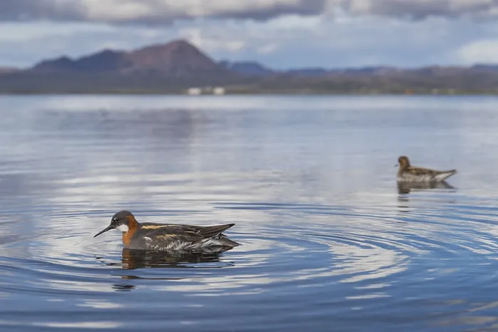 Framed Print : Red-necked Phalarope