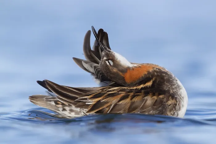 Framed Print : Red-necked Phalarope