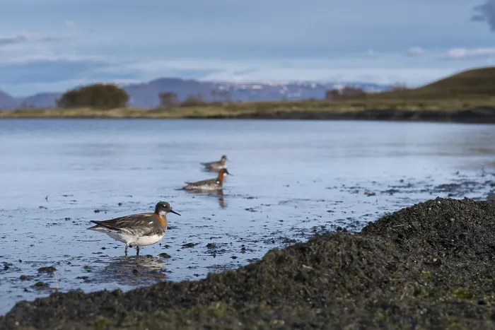 Framed Print : Red-necked Phalarope