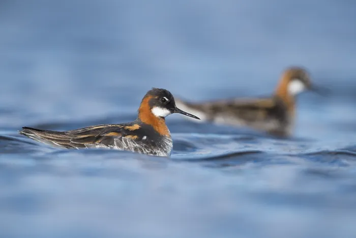 Framed Print : Red-necked Phalarope Framed Print : Red-necked Phalarope