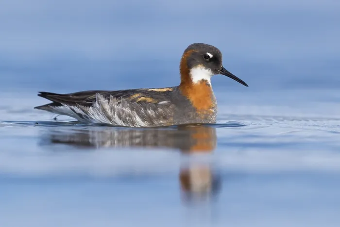 Framed Print : Red-necked Phalarope