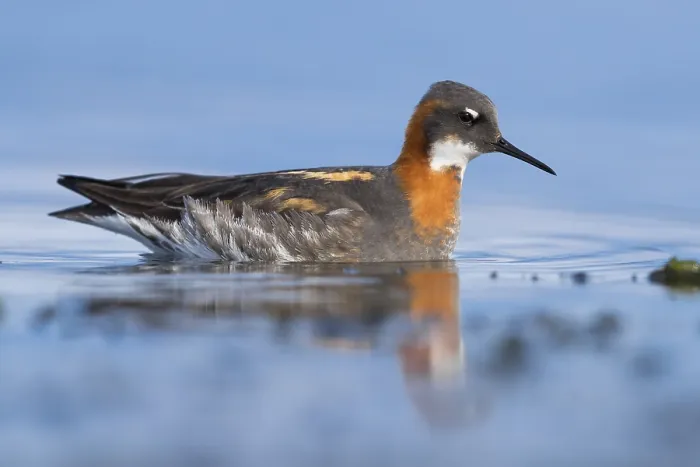 Framed Print : Red-necked Phalarope