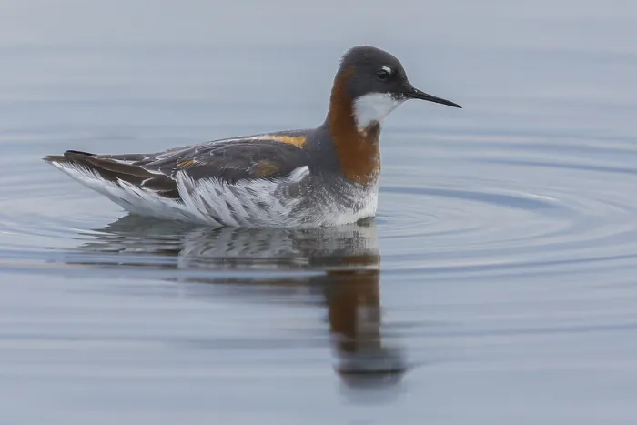 Framed Print : Red-necked Phalarope