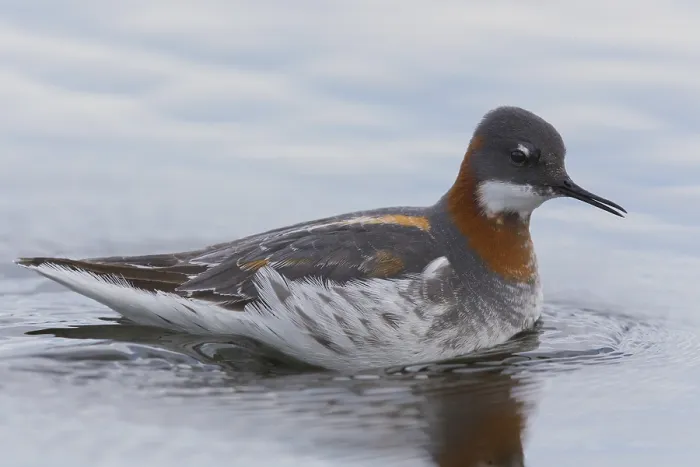 Framed Print : Red-necked Phalarope