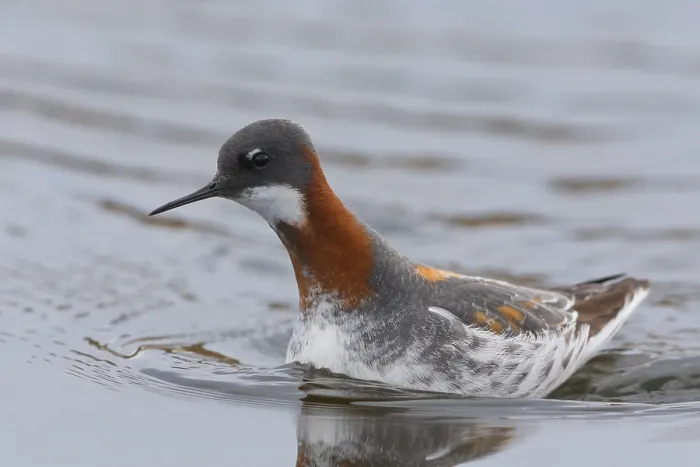 Framed Print : Red-necked Phalarope