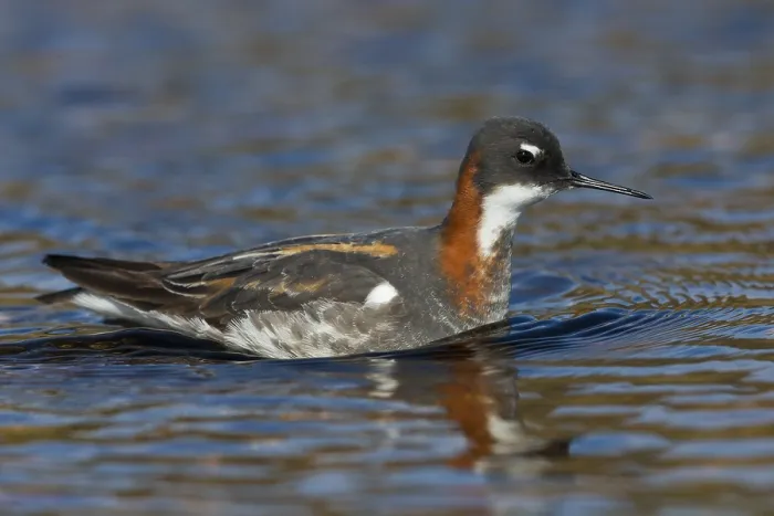 Framed Print : Red-necked Phalarope