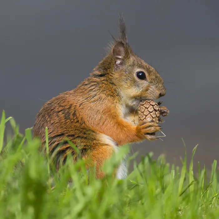 Framed Print : Red Squirrel Framed Print : Red Squirrel