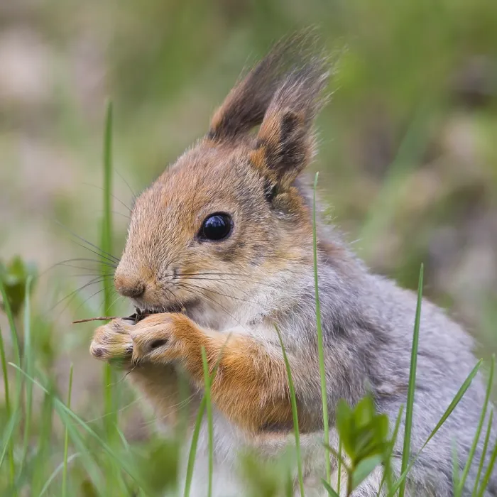 Framed Print : Red Squirrel