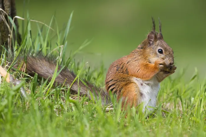 Framed Print : Red Squirrel