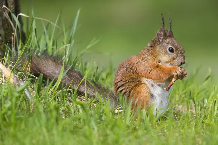 Framed Print : Red Squirrel